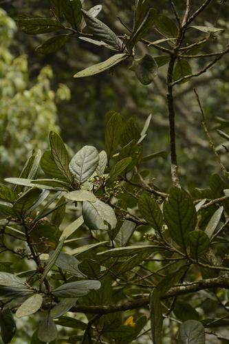 Image of Wight's litsea by (c) Siddarth Machado, some rights reserved (CC BY)