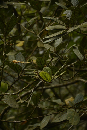 Image of Wight's litsea by (c) Siddarth Machado, some rights reserved (CC BY)