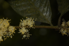 Litsea bourdillonii