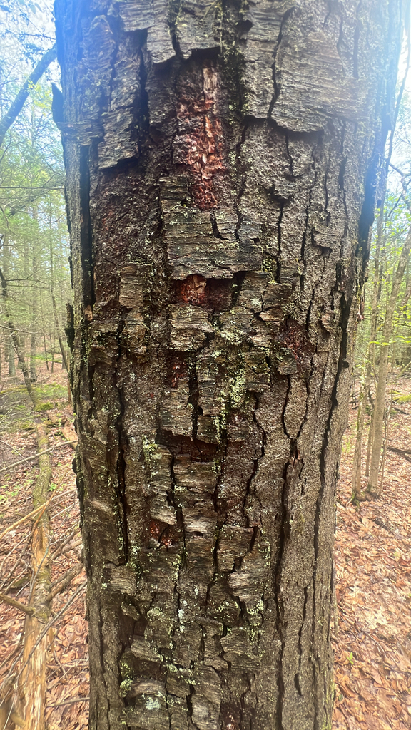 sweet birch