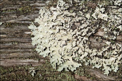 Notoparmelia cunninghamii