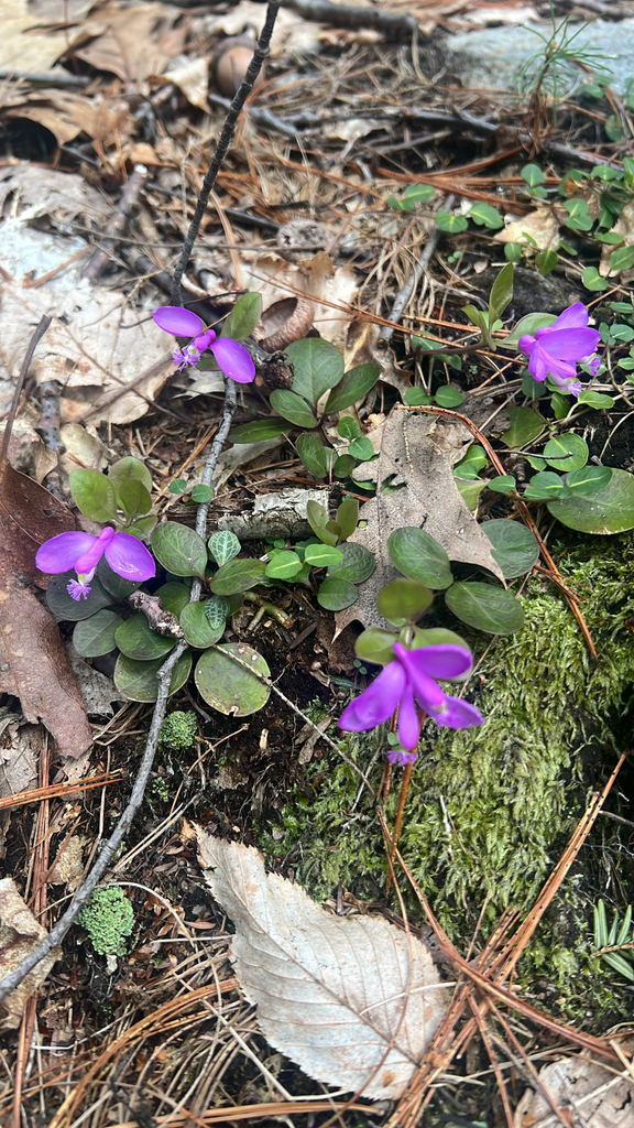 fringed polygala