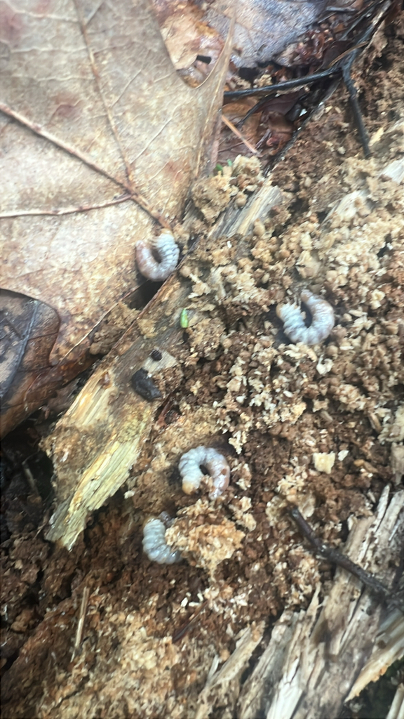 Scarabs, Stag Beetles, and Allies