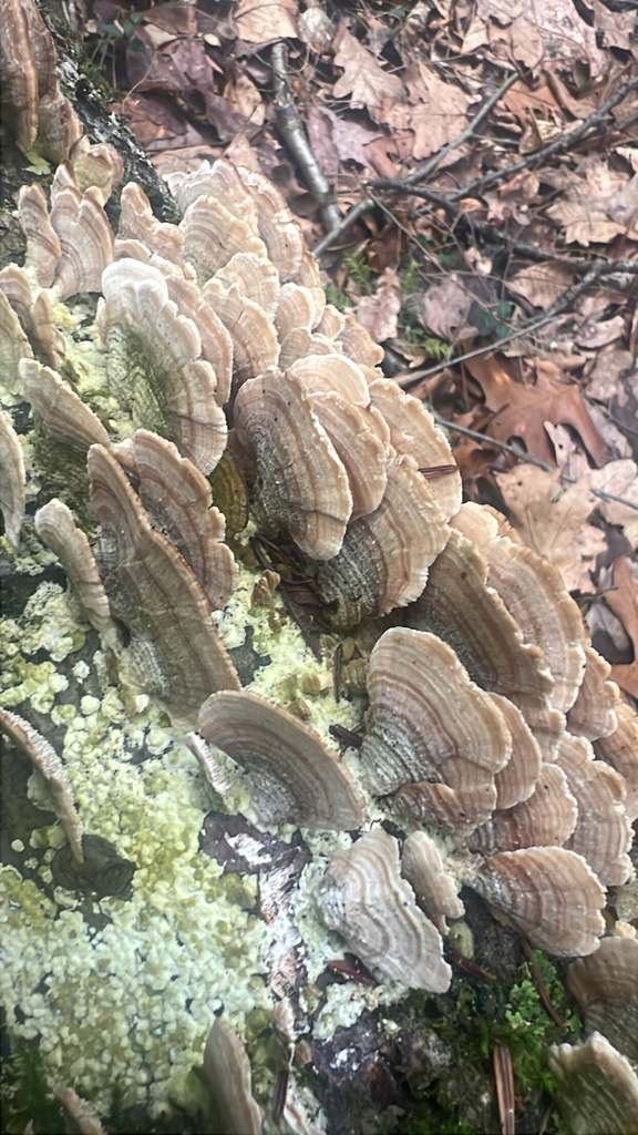 Trichaptum