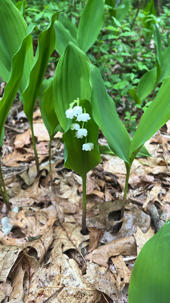 European lily of the valley