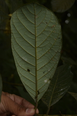 Litsea bourdillonii