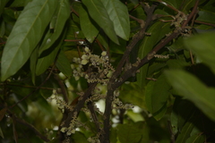 Lepisanthes tetraphylla