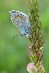 Polyommatus icarus