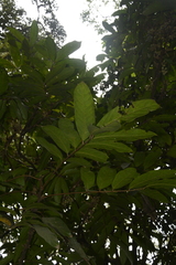 Lepisanthes tetraphylla