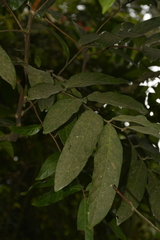 Lepisanthes tetraphylla