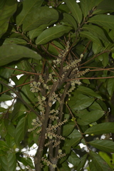 Lepisanthes tetraphylla