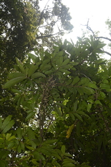 Lepisanthes tetraphylla