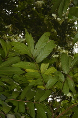 Lepisanthes tetraphylla