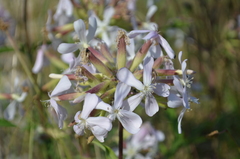 Saponaria officinalis