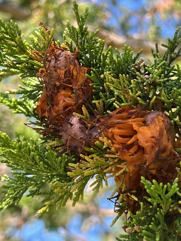 Cedar-apple rust