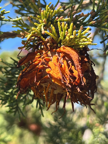 Cedar-apple rust