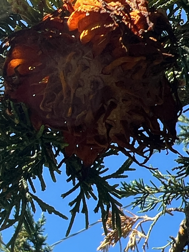 Cedar-apple rust