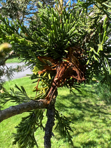 Cedar-apple rust