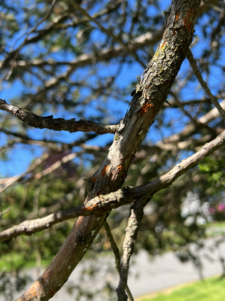 Cedar-apple rust