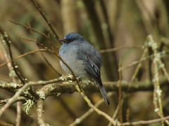 Eumyias albicaudatus