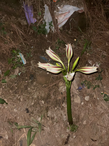 Crinum ornatum observed 2026-05-17