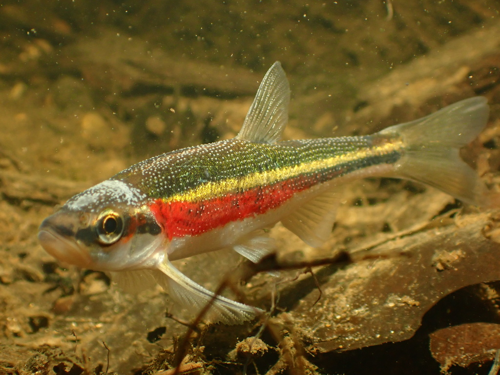 Redside dace (Clinostomus elongatus) — Cyprinidae