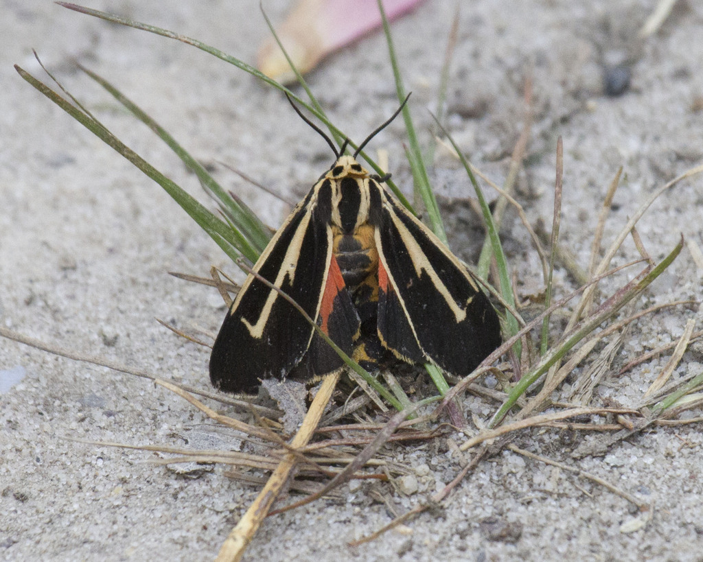 Banded Tiger Moth