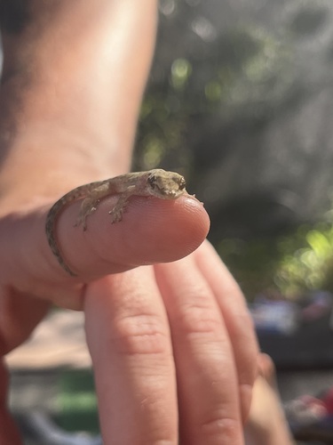 Lepidodactylus lugubris observed 2023-06-04