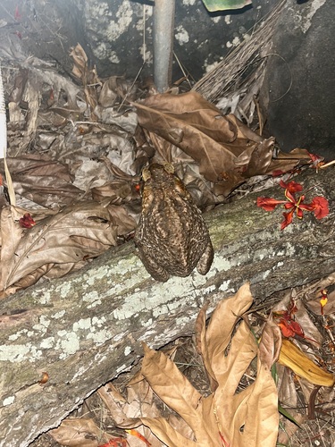 Rhinella marina observed 2023-06-03