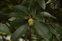 Litsea deccanensis