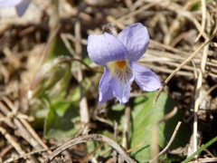 Viola hirta