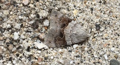 Drasteria scrupulosa