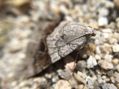 Drasteria scrupulosa