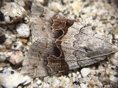 Drasteria scrupulosa