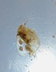 Simocephalus