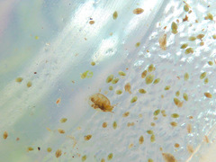 Simocephalus