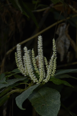 Colebrookea oppositifolia