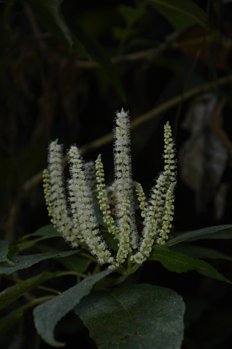 Image of Colebrookea oppositifolia by (c) Siddarth Machado, some rights reserved (CC BY)