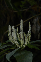 Colebrookea oppositifolia