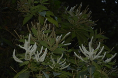 Colebrookea oppositifolia