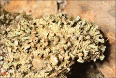 Thysanothecium scutellatum