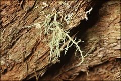 Usnea inermis