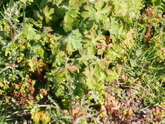 Geranium macrorrhizum