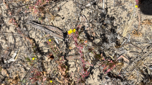 iNaturalist observation photo of hairy suncup