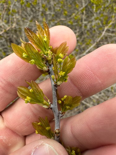 Catberry (Ilex mucronata)