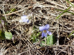 Viola hirta