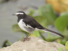 White-Browed Wagtail photo 2