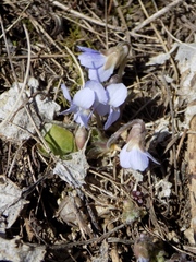 Viola hirta