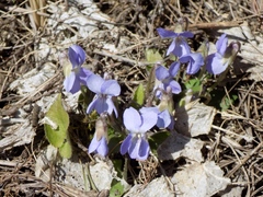 Viola hirta