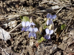 Viola hirta
